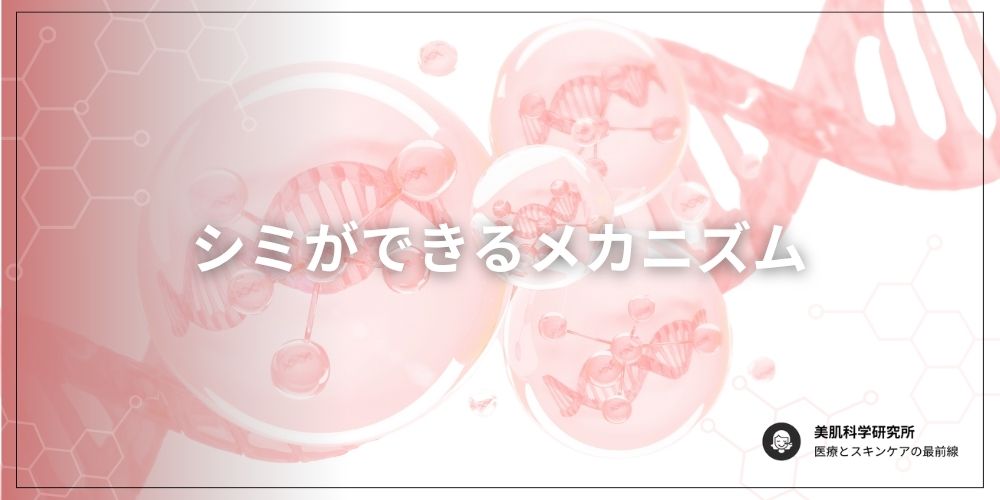 シミのメカニズムを解説 シミのメカニズムを解説